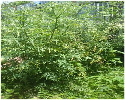 Exploring of the Potential of Parthenium Weed Ash as Substitute for Commercial Alkali for Preparation of Laundry Soap: As a Means to Control Invasion of Parthenium